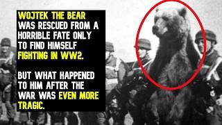 The Bear Who Outranked Most WW2 Soldiers