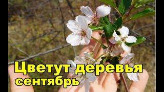 Чудеса в сентябре. Цветут деревья. Орехи под ногами. Гостагаевская