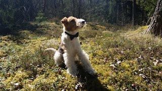Wire Fox Terrier Owe playing