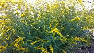 Goldenrod (Solidago Rugosa)