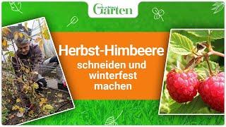 Optimale Vorbereitung auf den Winter: Herbst-Himbeeren schneiden und winterfest machen