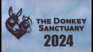 Donkey Sanctuary Sidmouth 2024