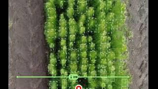 Tracking and counting seedlings using AI in a forestry nursery.