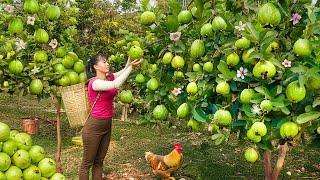 Harvesting Guava Fruit in Bulk – Selling at Countryside Market | Phương New Bushcraft