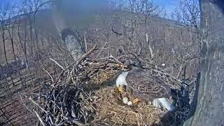 3/3/18 Hanover,Pa Eagles Freedom versus the wind