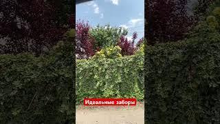Забор из хедеры. Когда уже запретят металлопрофиль