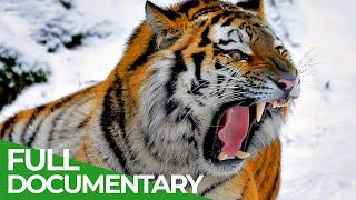 Wildlife | Episode 1: Tiger, Lion, Leopard & Jaguar - The Four Big Cats | Free Documentary Nature