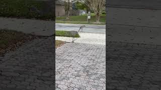 Florida’s Sandhill Cranes: A Peaceful Walk & Snack  #birds #walk #cranes