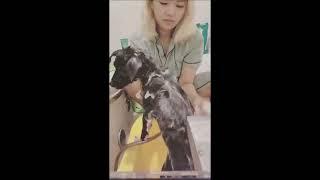 Jeongyeon giving Yuki a medicated bath! 