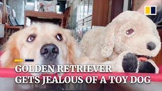 Golden retriever gets jealous of his master petting a toy dog in China