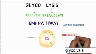 Glycolysis Trick - How to Get Higher Test Scores