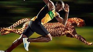 Usain Bolt Vs Cheetah