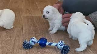 Chiots bichon maltais