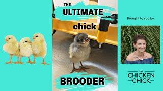 The Ultimate Chick Brooder