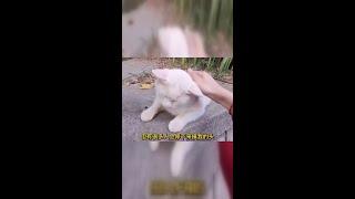 猫咪的日常：七宝小圆子的捕鱼奇遇记