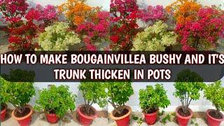 HOW TO MAKE BOUGAINVILLEA BUSHY AND IT'S TRUNK THICKEN IN POTS | BOUGAINVILLEA GROWING TIPS 