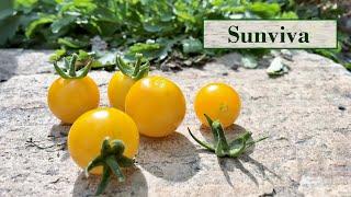 Freilandtomate Sunviva - Die 1.OPEN SOURCE Tomate