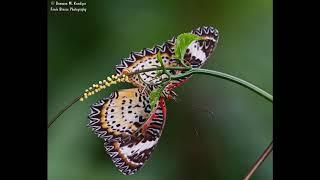 BUTTERFLIES & OTHER COLORFUL INSECTS  - a nature slide show from Fresh Breeze Photography