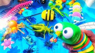 Learn bug insect names for babies toddlers preschoolers kids