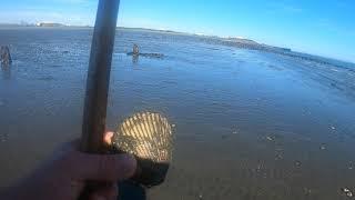 Raking Cockles in Grays Harbor Washington State