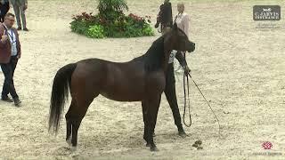 N 65 NAWAL DEL PALAZZOTTO   El Jadida 2024   International AHS Class A   Mares 4 6 Years Old Class 4