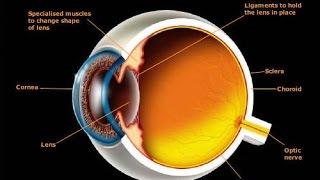 History Documentary BBC  How It Works The Human Eye