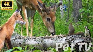 Entertain Your Cat or Dog with Pet TV | Deer, Squirrel, Fox, and Birds All Come for a Visit