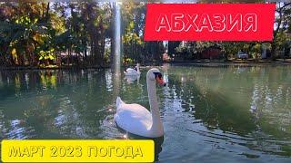 Парк лебедей  в Новом Афоне. Погода в Абхазии в марте. Абхазия 2023
