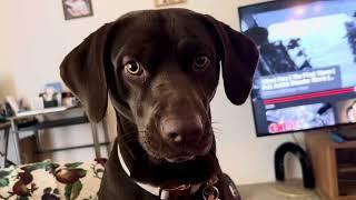 Dog carrying on about something, talking, being a handful of unruly doggo. Mimicking me at the end