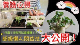 【多肉實驗室】播種沙漠玫瑰超級懶人悶盆法大公開！Incredible Adenium obesum Seedling Cultivation｜Desert Rose