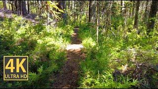 Bamboo Forest Nature Walk 4K (With Ambient Nature Sounds And Music)