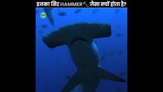 Hammerhead Shark's Unique Vision 