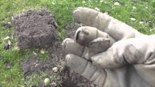 Metal Detecting a 17th Century house.