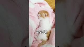 고양이 무지개다리 고양이별로 떠나기전 7가지 증상 #shorts