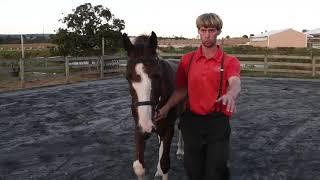 MYADIENTJE at Rocky Ridge Stables 10-10-19