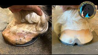 Apollo the Shire gets his feet Redone after a terrible shoeing job ASMR farrier!!