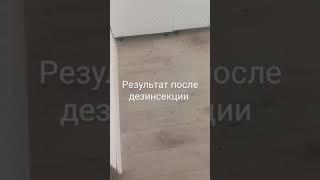 Уничтожение тараканов.Результат после дезинсекции.