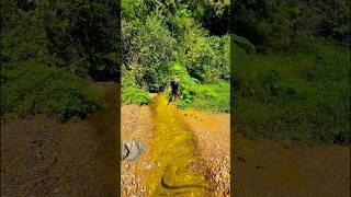 The discovery of gold material at the junction of small rivers and large rivers #gold #goldminer