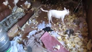 Dogs Compilation House Destroy