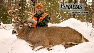 The Story of BRUTUS | A Monster Maine Buck Tracked Down By HAL BLOOD