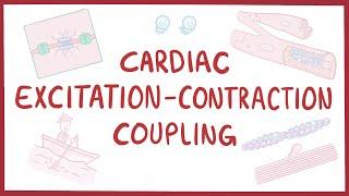 Cardiac excitation-contraction coupling