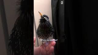 This starling's mimicry is incredible 