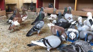 Top Class Racing Pigeons Breeding Pairs of Leo Loft at Malik Amjad Loft