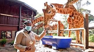 Welcome to The Giraffe Centre