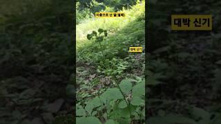 너무 신기해서 영상에 담아봄 #산삼 #산양삼 #이장형님네산속농원