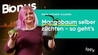 So ziehst du deinen eigenen Mangobaum  | feey 