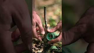 Boost your garden with these grafting techniques