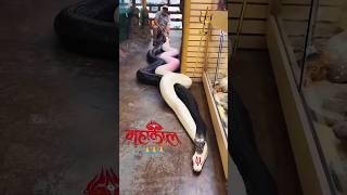 Jai Mahakal #shorts #snake #mahadev #hindudeity #shankar #trending #shiv #viral #youtubeshorts