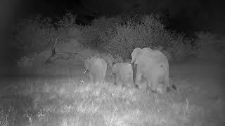 Djuma: Elephant cow and two younger ones-one making odd audio call - 19:08 - 04/29/2022