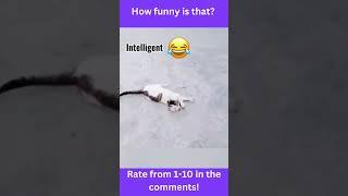 funny animals memes v9 #shorts #shortfunny